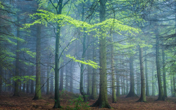 Картинка природа лес туман весна
