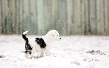 Картинка животные собаки снег фон щенок