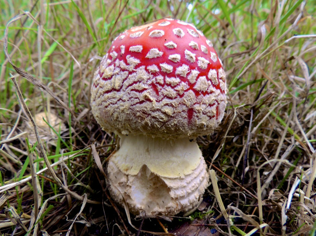 Обои картинки фото природа, грибы,  мухомор, трава, гриб, мухомор