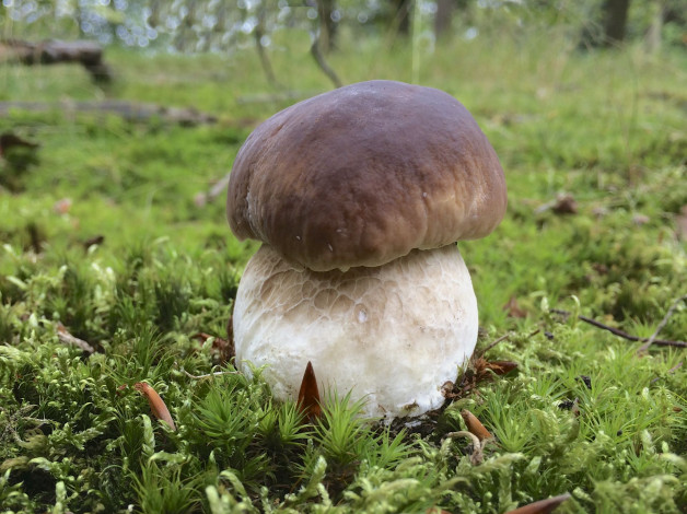 Обои картинки фото природа, грибы, мох, белый, гриб, трава