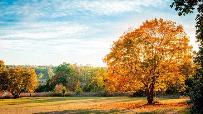 Обои картинки фото природа, деревья, осень, поле, дерево