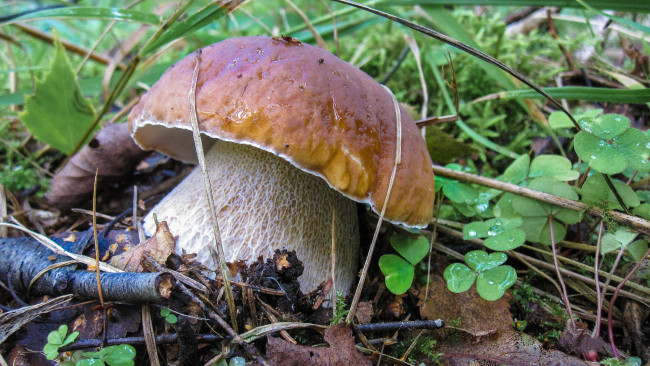 Обои картинки фото природа, грибы, боровик, лес, осень