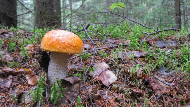 Обои картинки фото природа, грибы, подберезовик, лес, осень