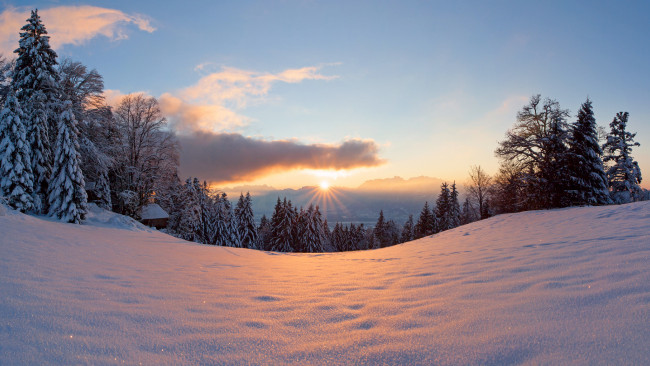 Обои картинки фото природа, зима, деревья, снег, лес, свет, солнце