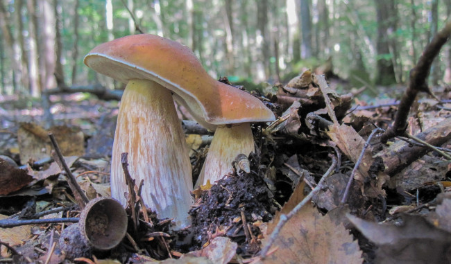 Обои картинки фото природа, грибы, лес, осень, боровик