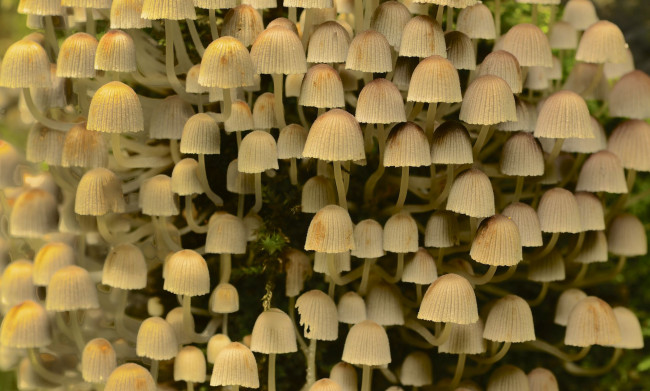 Обои картинки фото природа, грибы, поганки, много, макро