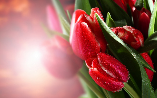 Обои картинки фото цветы, тюльпаны, листья