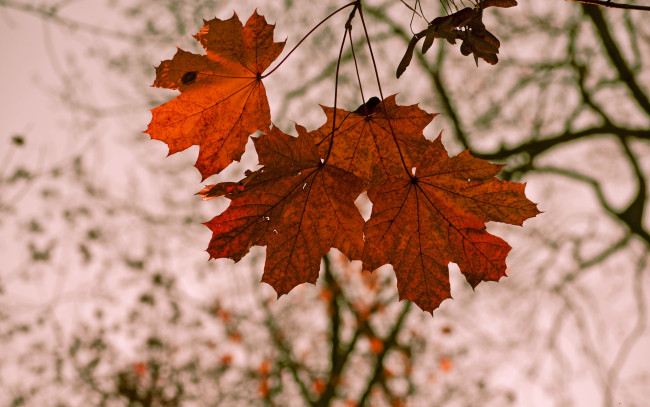 Обои картинки фото природа, листья, ветка, осень, семена, клен, красные