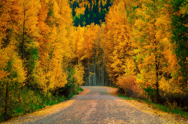 Обои картинки фото природа, дороги, дорога, деревья, лес, осень