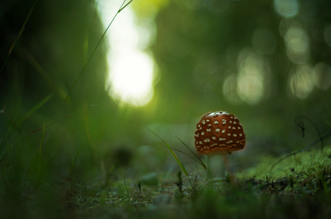 Обои картинки фото природа, грибы,  мухомор, лес, гриб, травка, мухомор