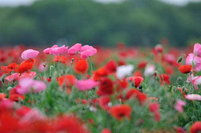 Обои картинки фото цветы, маки, поле, цветение, красные, розовые