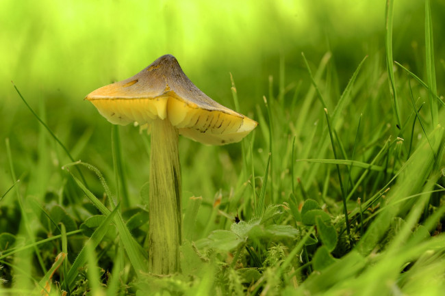 Обои картинки фото природа, грибы, зелень, гриб, трава