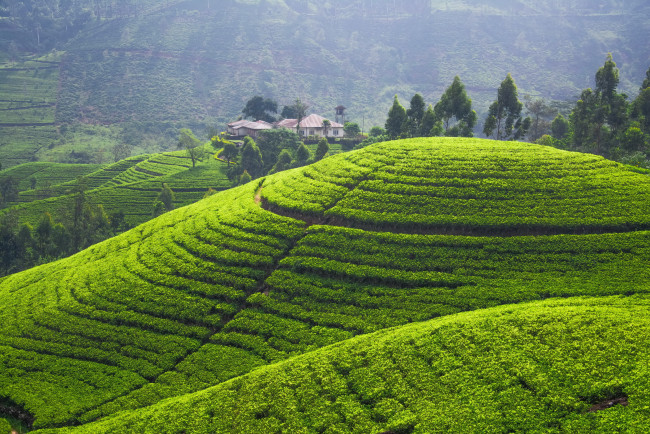 Обои картинки фото чайная плантация, природа, поля, пейзаж, плантация