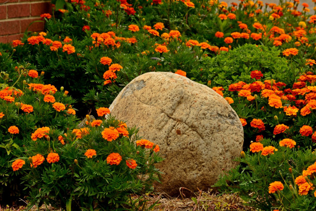 Обои картинки фото цветы, бархатцы, камень, сад, много