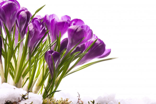 Обои картинки фото цветы, крокусы, тающий, снег, мох, весна
