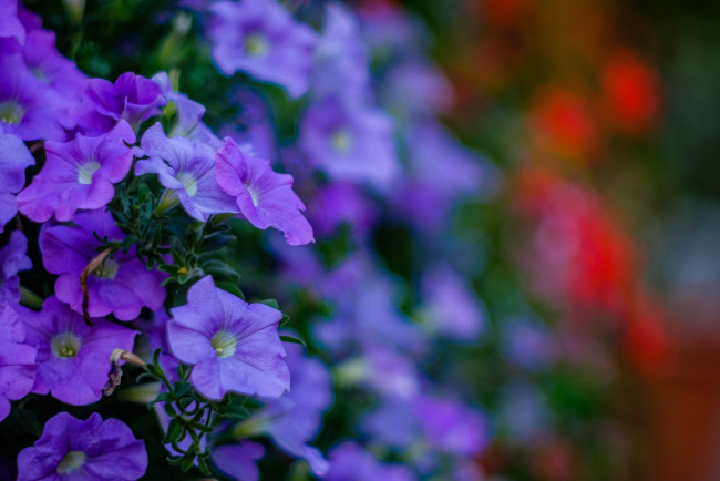 Обои картинки фото цветы, петунии,  калибрахоа, петуния, синяя, цветение