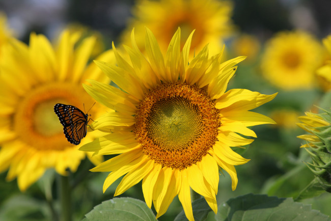 Обои картинки фото цветы, подсолнухи, жёлтый, подсолнух, бабочка