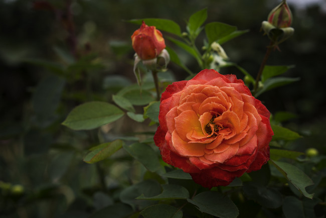Обои картинки фото цветы, розы, роза, бутон, цветение, ярко