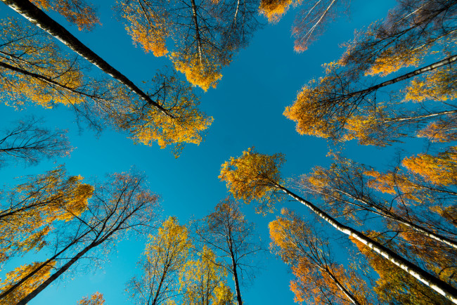 Обои картинки фото природа, деревья, небо, осень