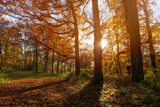 Обои картинки фото природа, дороги, нидерланды, гаага, парк, осень, ноябрь, деревья, тени, солнце, солничный, день
