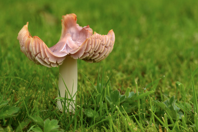 Обои картинки фото природа, грибы, макро, трава, один, гриб