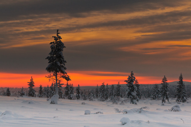 Обои картинки фото природа, зима, облака, небо, деревья, снег