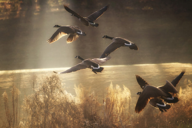 Обои картинки фото животные, гуси, утки, птицы, река, пруд, озеро