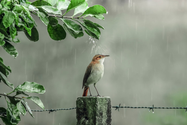 Обои картинки фото животные, птицы, капли, дождь, птичка