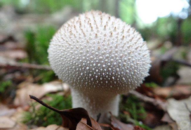 Обои картинки фото природа, грибы, гриб, белый, дождевик, шипастый