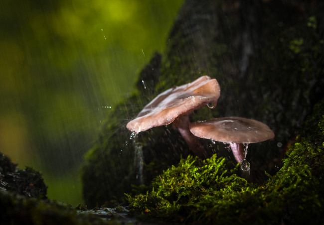 Обои картинки фото природа, грибы, капли, дождь, лес, осень, макро