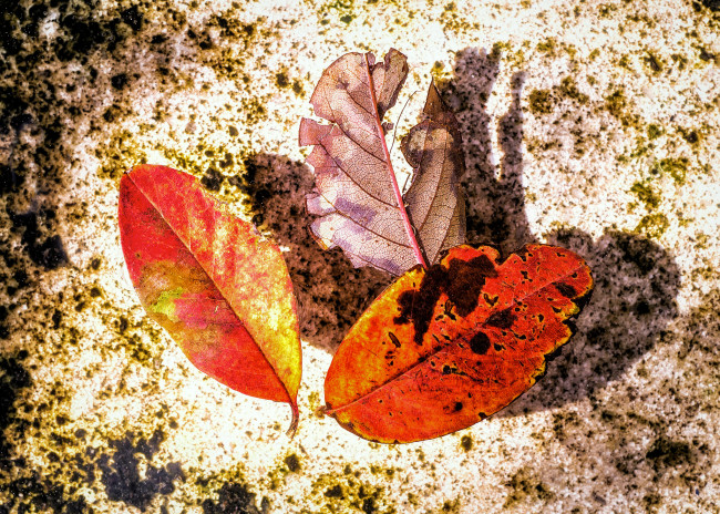 Обои картинки фото природа, листья, осенние, трио, красные