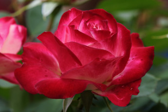 Картинка цветы розы роза фон