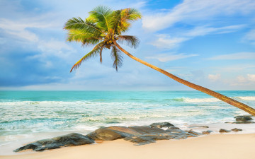 Картинка природа тропики beach summer пальмы песок берег пляж море palms sand tropical paradise shore sea