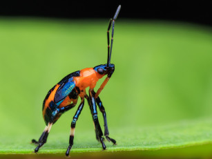 Картинка животные насекомые макро насекомое фон