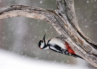 Картинка животные дятлы great spotted woodpecker птица дерево