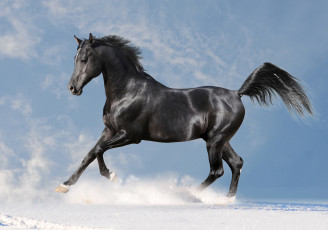 Картинка животные лошади снег небо вороной конь