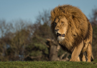 Картинка животные львы грива животное природа взгляд лев кошка травка