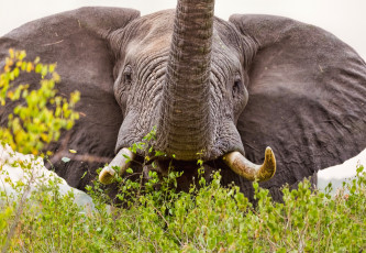 Картинка животные слоны хобот бивни уши слон