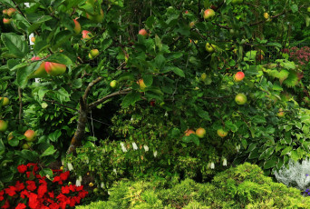 обоя природа, плоды, яблоки, дерево