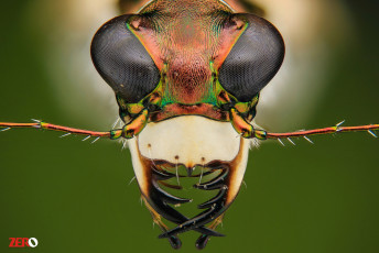 Картинка животные насекомые насекомое макро фон