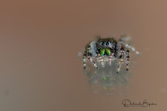 Картинка животные пауки фон насекомое макро