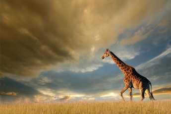 обоя животные, жирафы, трава, небо, облака, тучи, солнце, природа, поле, жираф