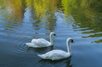 Картинка лебеди животные птицы белые вода