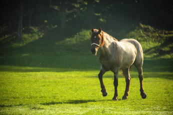 Картинка животные лошади склон поляна лошадь