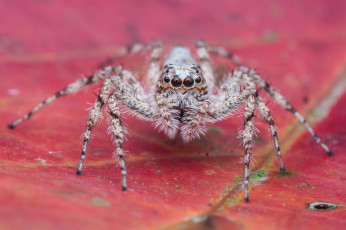 Картинка животные пауки макро насекомое фон