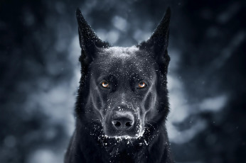 Картинка животные собаки иней морда черный пес
