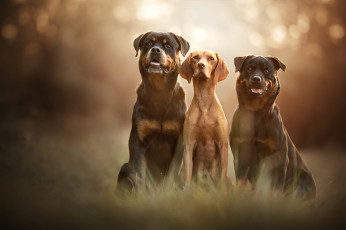Картинка животные собаки трава трио поза свет взгляд сидят три дружба фон морды троица боке природа язык друзья