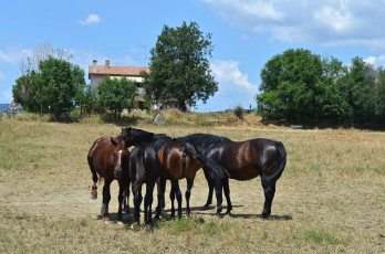 Картинка животные лошади дом деревья