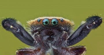 Картинка животные пауки насекомое фон макро