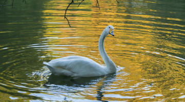 Картинка лебеди животные белый птица лебедь вода